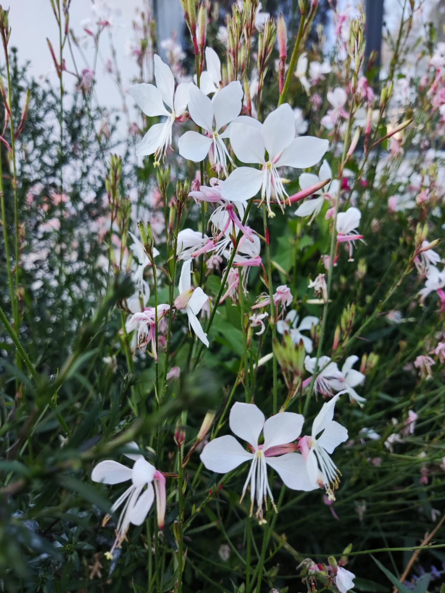 plantation terrasse 13 été détail