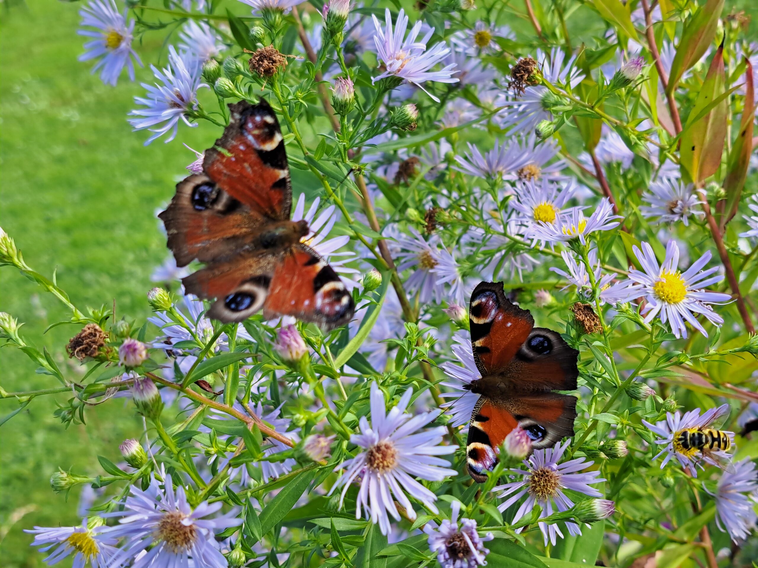 paons du jour et syrphe sur aster